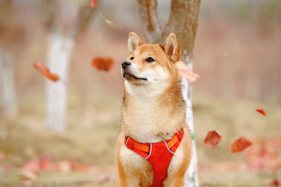 Very scientific picture of a shiba in autumn